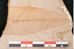 Foto (Detailansicht) von Apocynophyllum amsonia Unger (NHMW-GEO-2024-0188-7927)